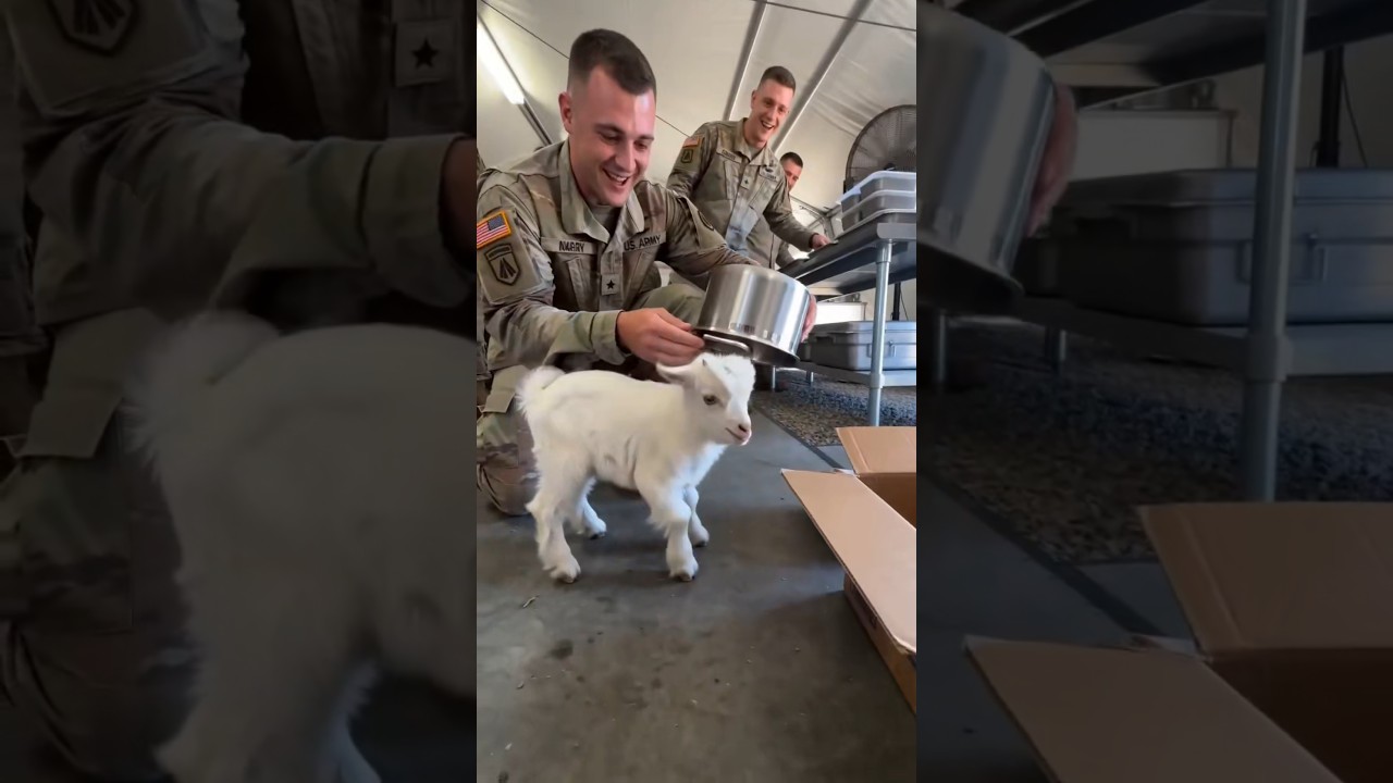 Baby Goat Invaded the Army Kitchen 🇺🇸🐐 US Soldiers Saved the Little Goat #usa #usarmy #youtubeshorts