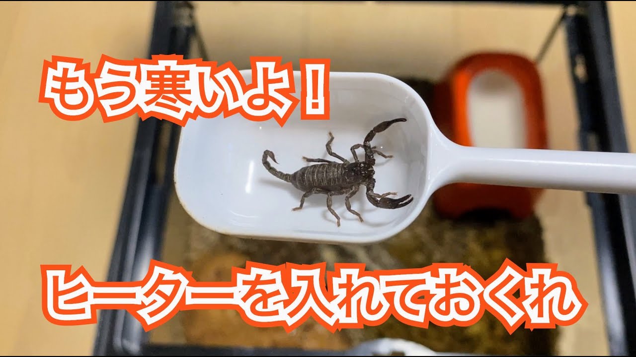 もう寒いよ! ヒーターを入れておくれ　#チャグロサソリ#サソリ#子サソリ