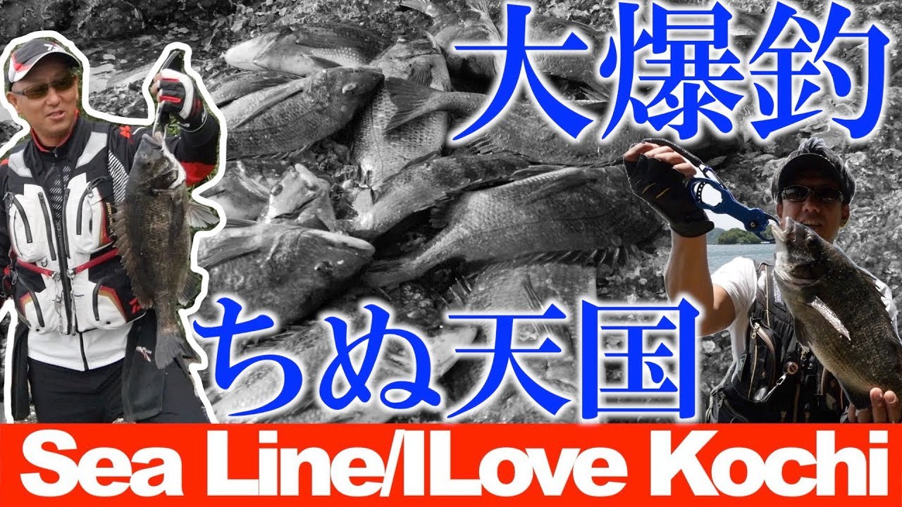 【ちぬフカセ大爆釣】ここのポイントはまじで天国！【シーライン釣果ノート41】Ocean fishing