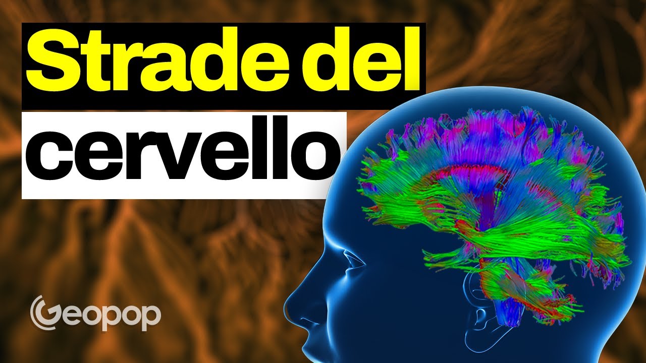 Come comunica il cervello: il viaggio dentro la rete dei neuroni