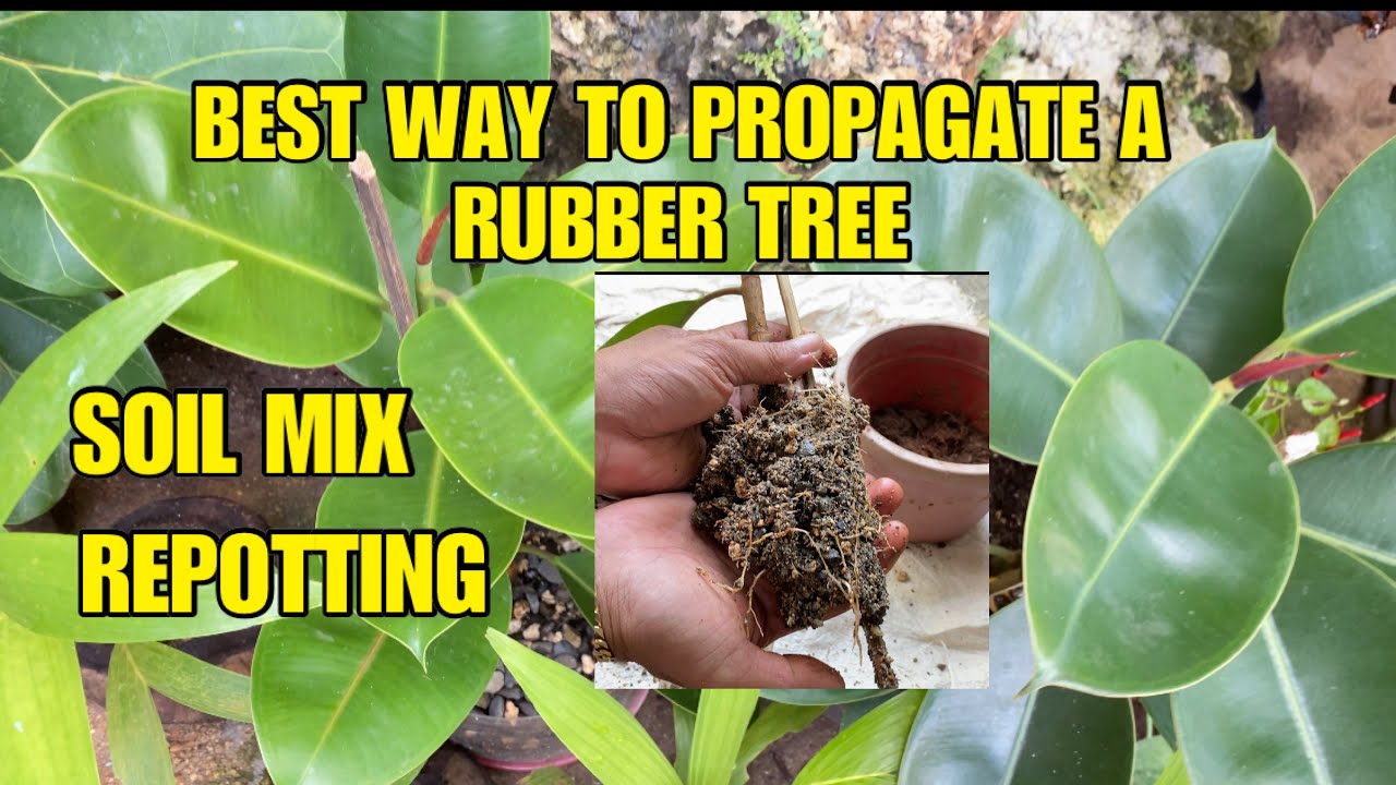 Best Way to Propagate a Rubber Tree