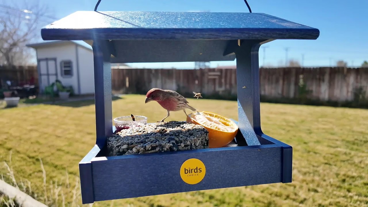 Bird Feeder Live Feed