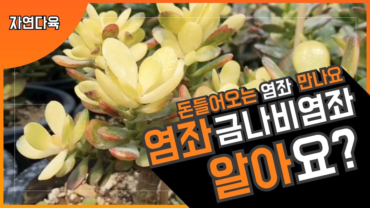 [자연다육]염좌금 소개 해드립니다💕💕💕자연다육나비염좌❤