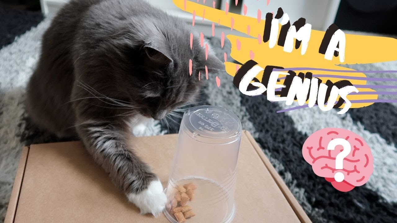 Is My Cat Actually A Genius? | Cat Intelligence Test