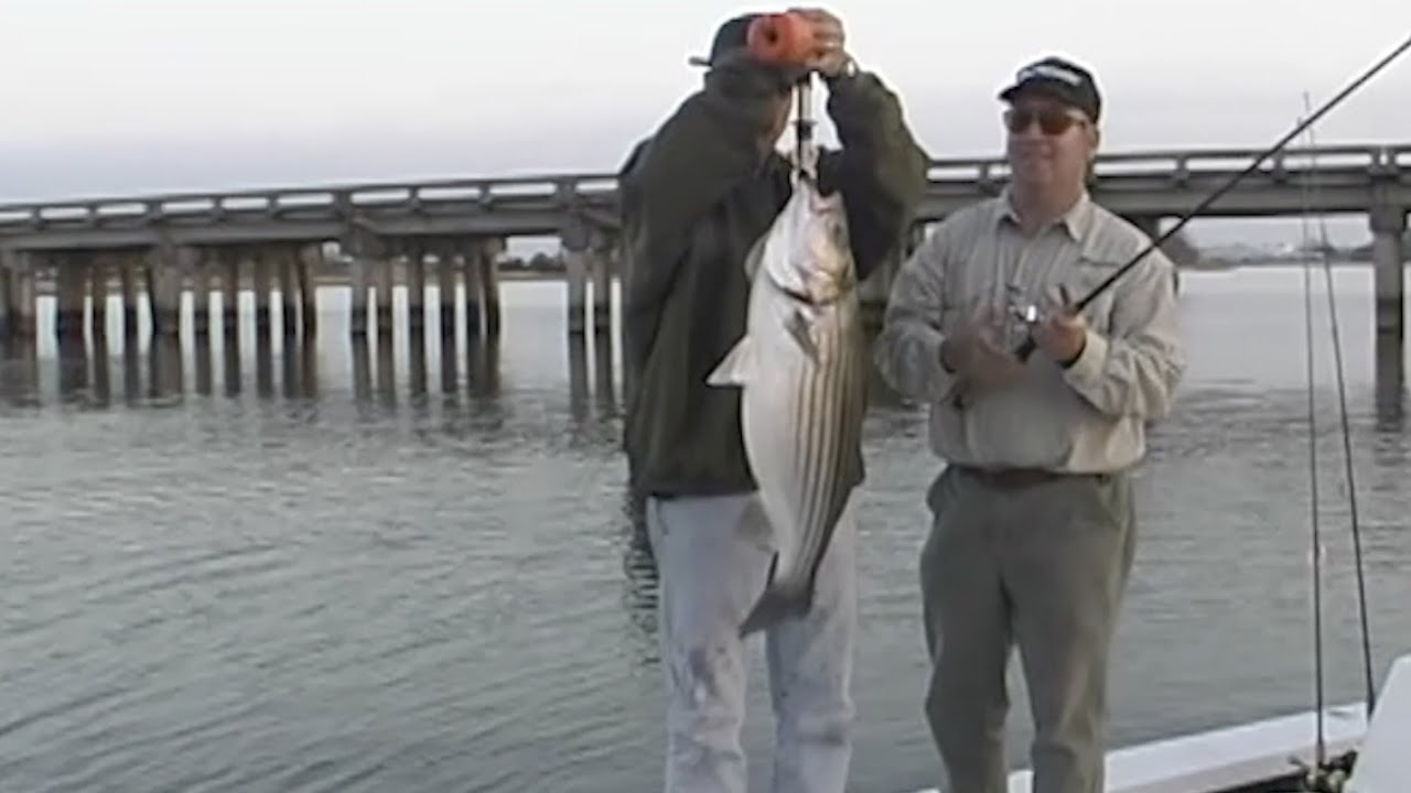 Striped Bass Near Downtown Savannah