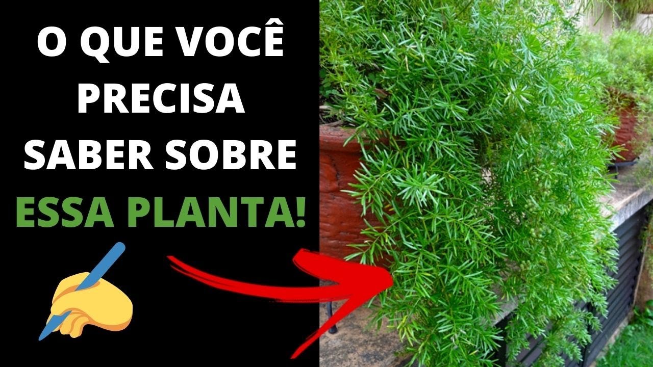 🔴ASPARGO - CUIDADOS COM A PLANTA ASPARGO - COMO PLANTAR ASPARGO ALFINETE
