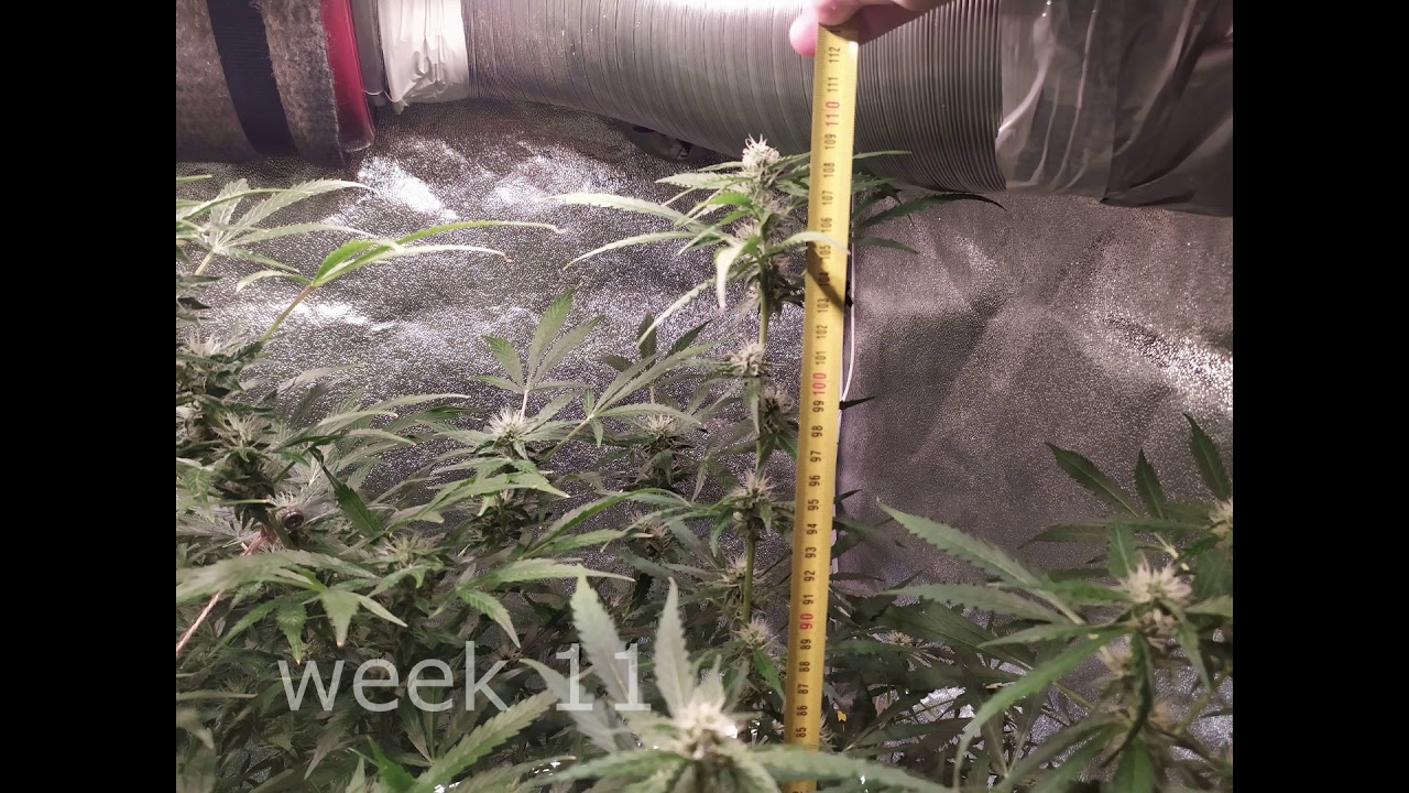 LSDauto Barney's Farm 17 weeks in 1 minute