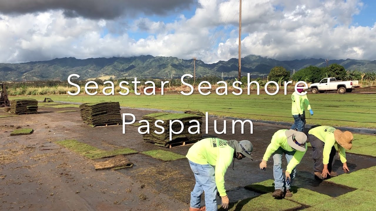 SeaStar Seashore Paspalum from Hawaiian Turfgrass