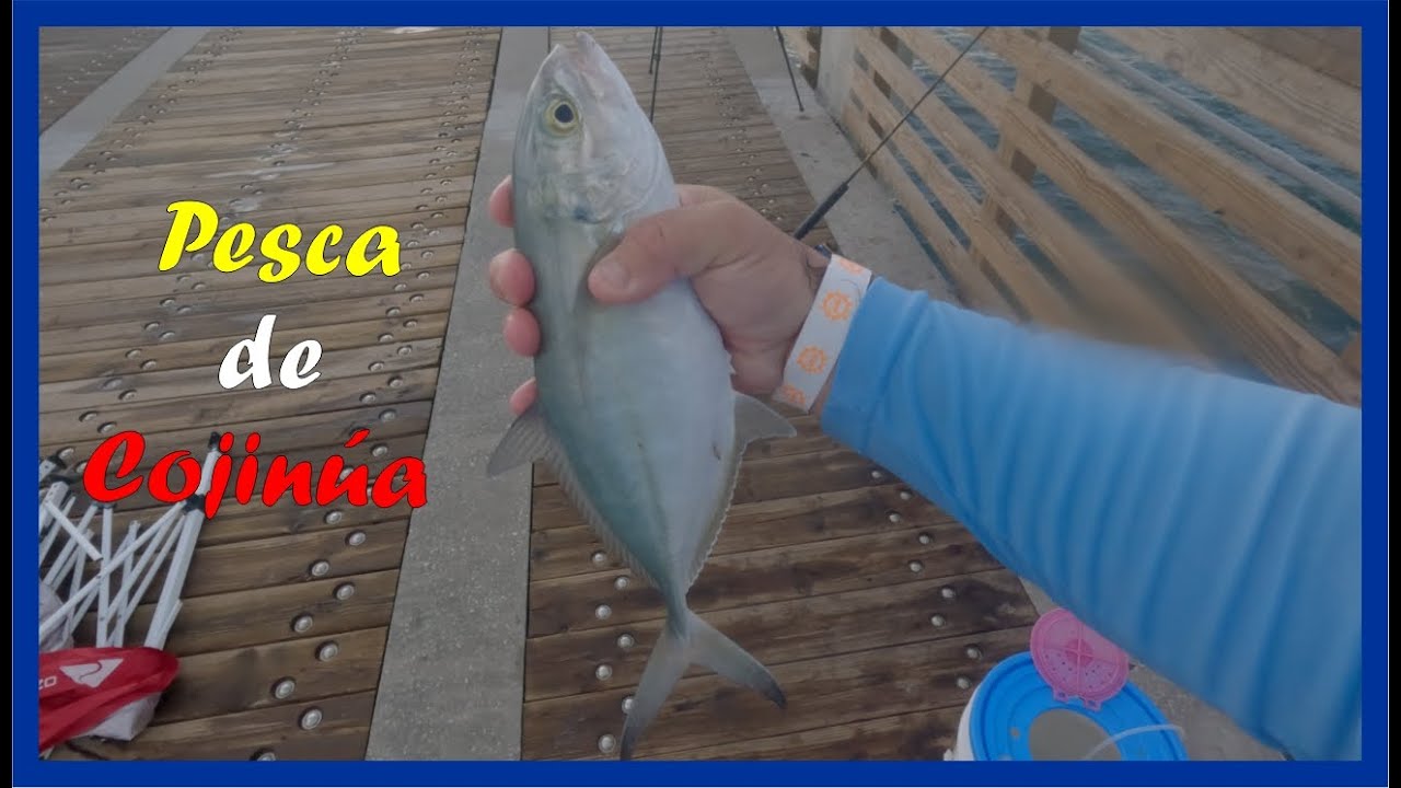 ¡Domina la pesca en el muelle de Dania Beach en 2024 con estos consejos profesionales!
