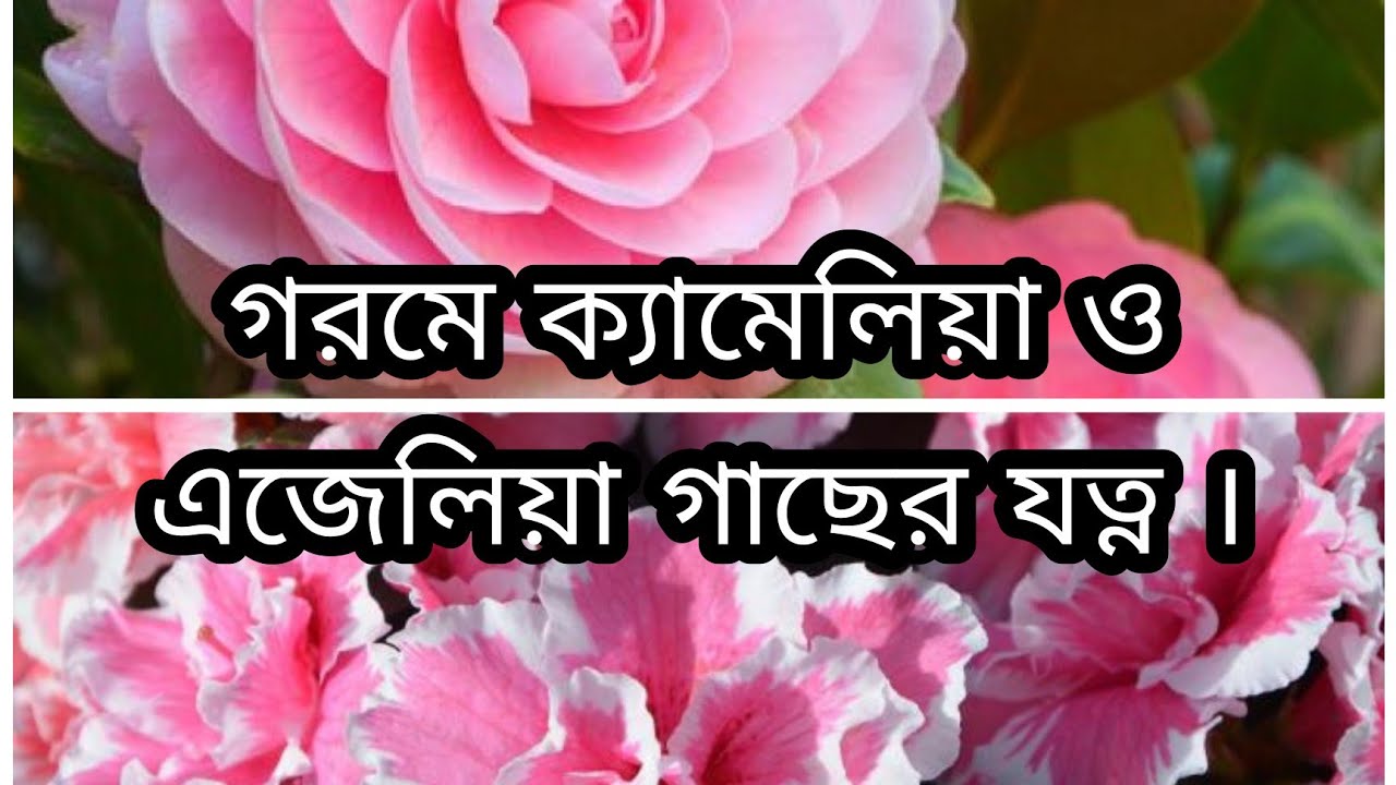 গ্রীষ্মকালে এজেলিয়া ও ক্যামেলিয়া গাছের পরিচর্যা। How to care azaliya and camaliya plants in summer