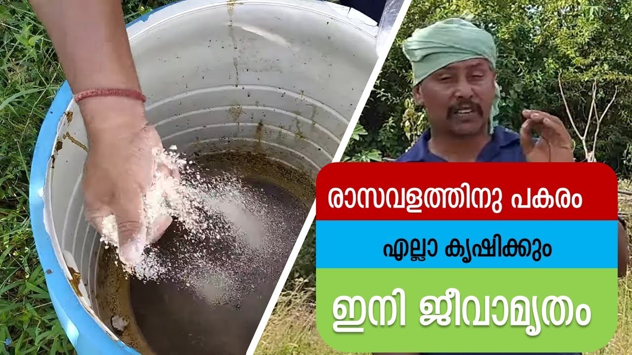 How To Prepare Jeevamritham At Home| ജീവാമൃതം വീട്ടിൽ ഉണ്ടാക്കുന്നതെങ്ങനെ