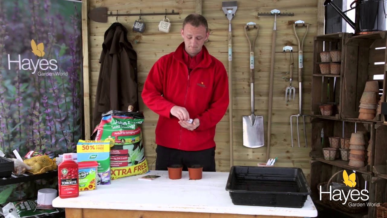 How to sow cucumbers using a heated propagator | Hayes Garden World