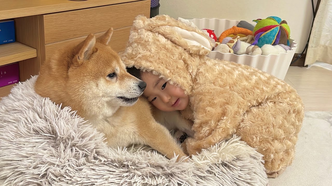 大好きな豆柴に甘える0歳児とそれを受け入れ自分も甘え始める豆柴が可愛すぎました...