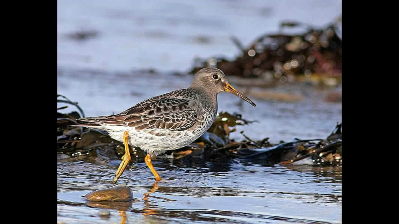 Purple Sandpiper Call