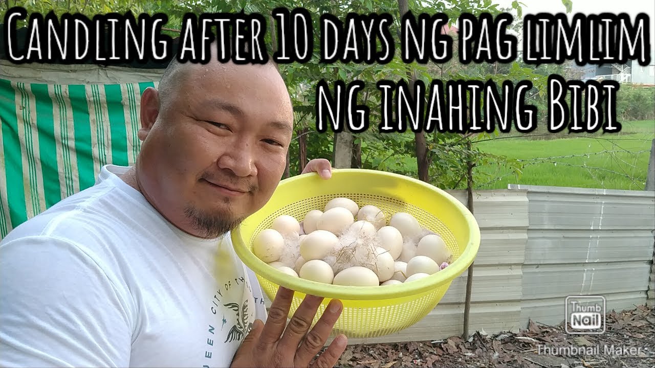 Candling ng mga itlog after 10 days ng pag limlim ng aming inahing Bibi