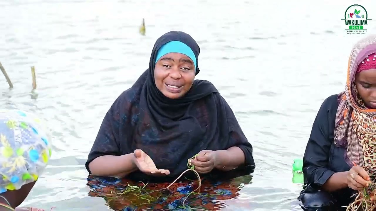 MUONEKANO WA MASHAMBA YA MWANI NA NAMNA YA KUPANDA MWANI BAHARINI.