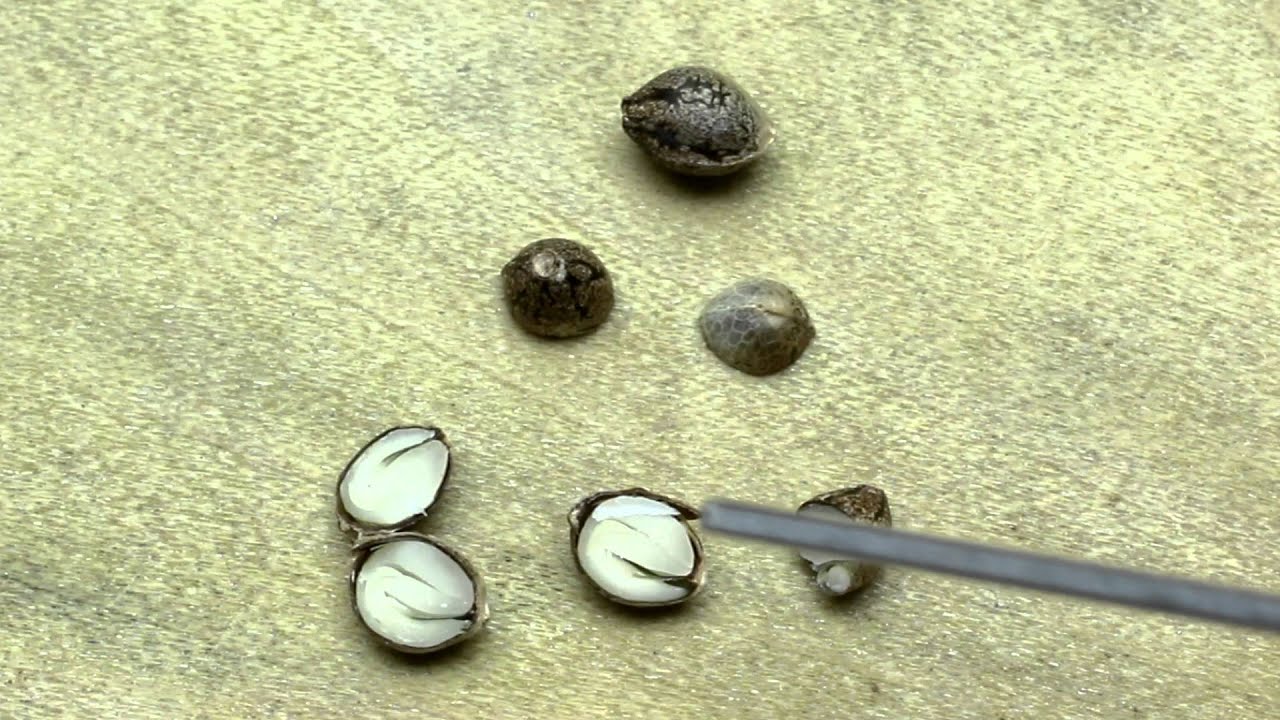 Cannabis Seed Anatomy - Dominatrix Genetics