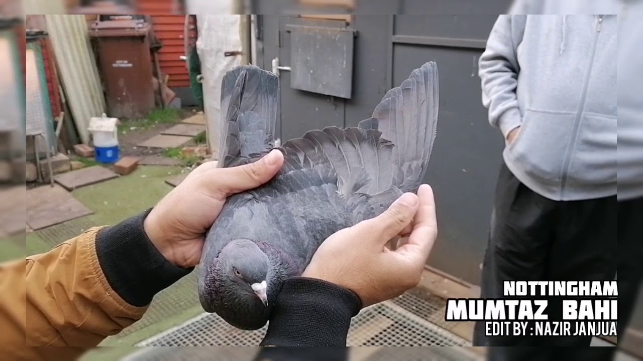 UK PAKISTANI PIGEONS LUTON ( MUMTAZ BAHI NOTTINGHAM 08.02.2020 )