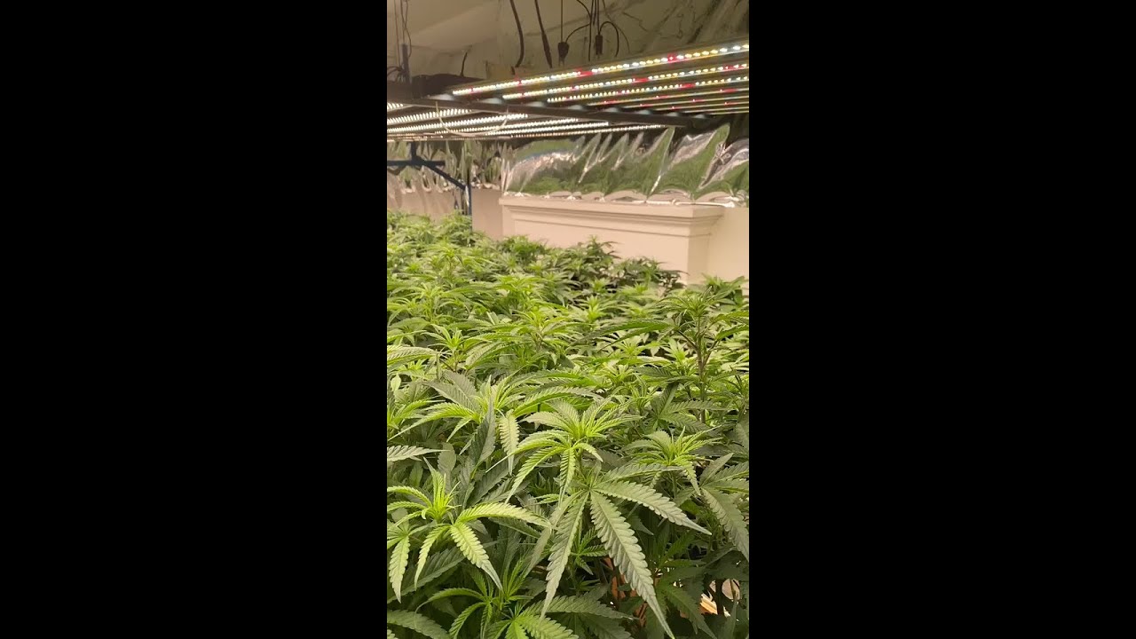 Led grow Light comparison for hot selling brand in the US.MP4