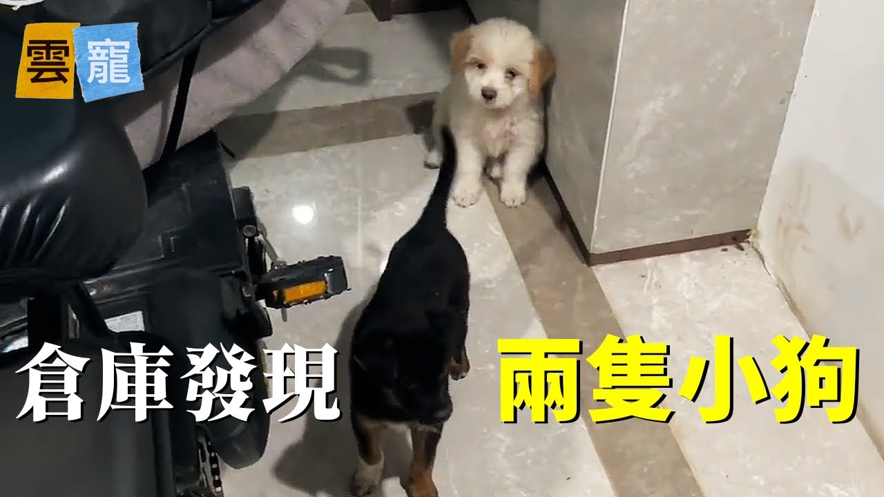 物業人員說兩隻小狗已經被丟棄一個多星期了