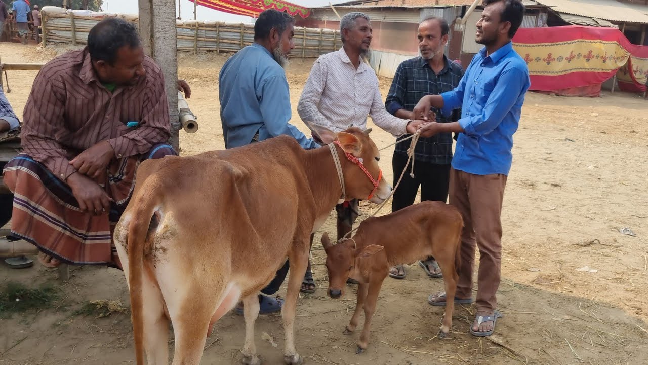 @আজ ৫ মার্চ ২৬ | বাচ্চাসহ দেশাল ৫০-৯০ হাজারের মধ্যে গাভী গরুর দাম | রানীগঞ্জ হাট | দিনাজপুর 