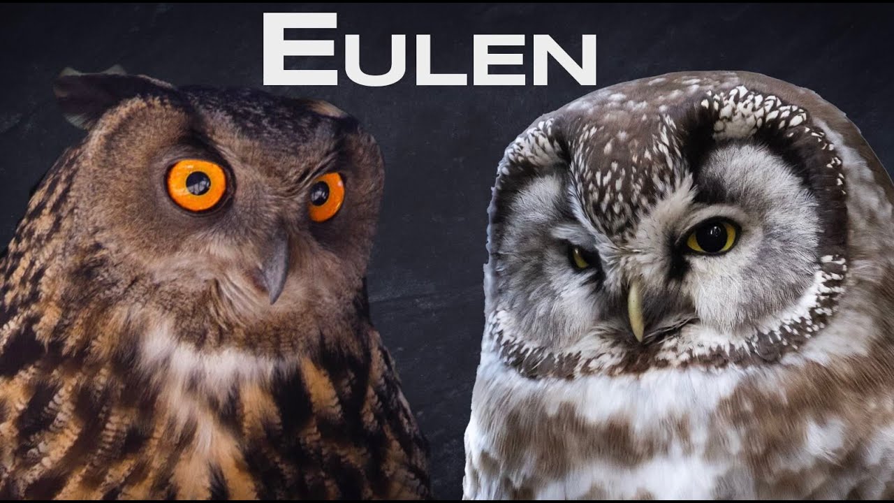 Uhu, Schleiereule und Co - Alle Eulen Deutschlands - Wo leben Eulen?