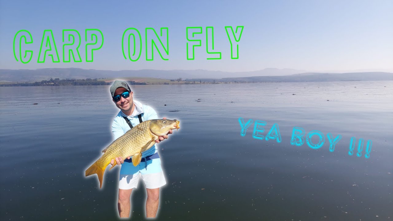 Carp on fly - Albert Falls