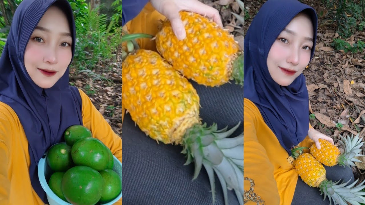 PANEN ALPUKAT MENTEGA, KELAPA MUDA, NANAS MADU DAN DAUN SUJI UNTUK DIKERINGKAN