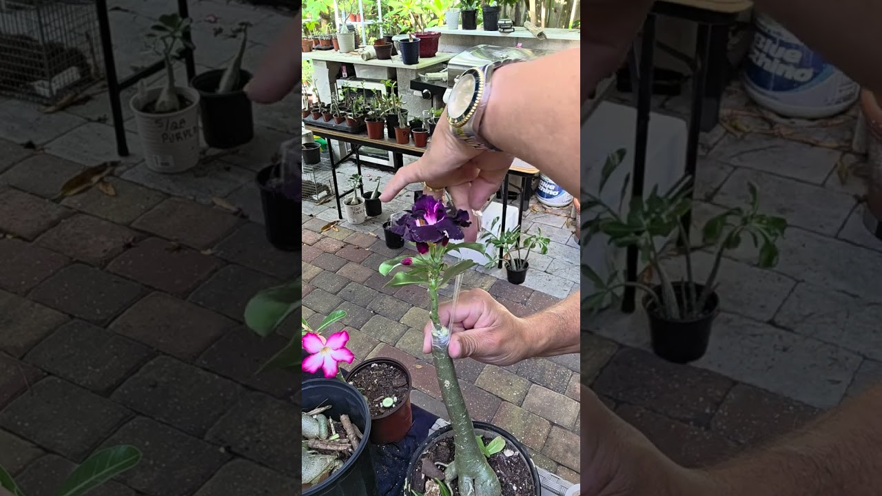 The most successful grafting technique for Beginners #adenium