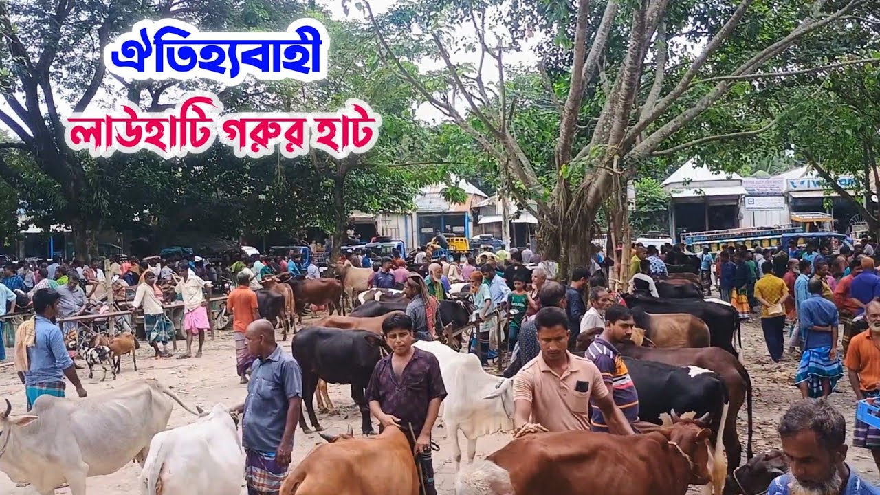 ঐতিহ্যবাহী লাউহাটি গরুর হাট | দেলদুয়ার, টাঙ্গাইল | With Palash