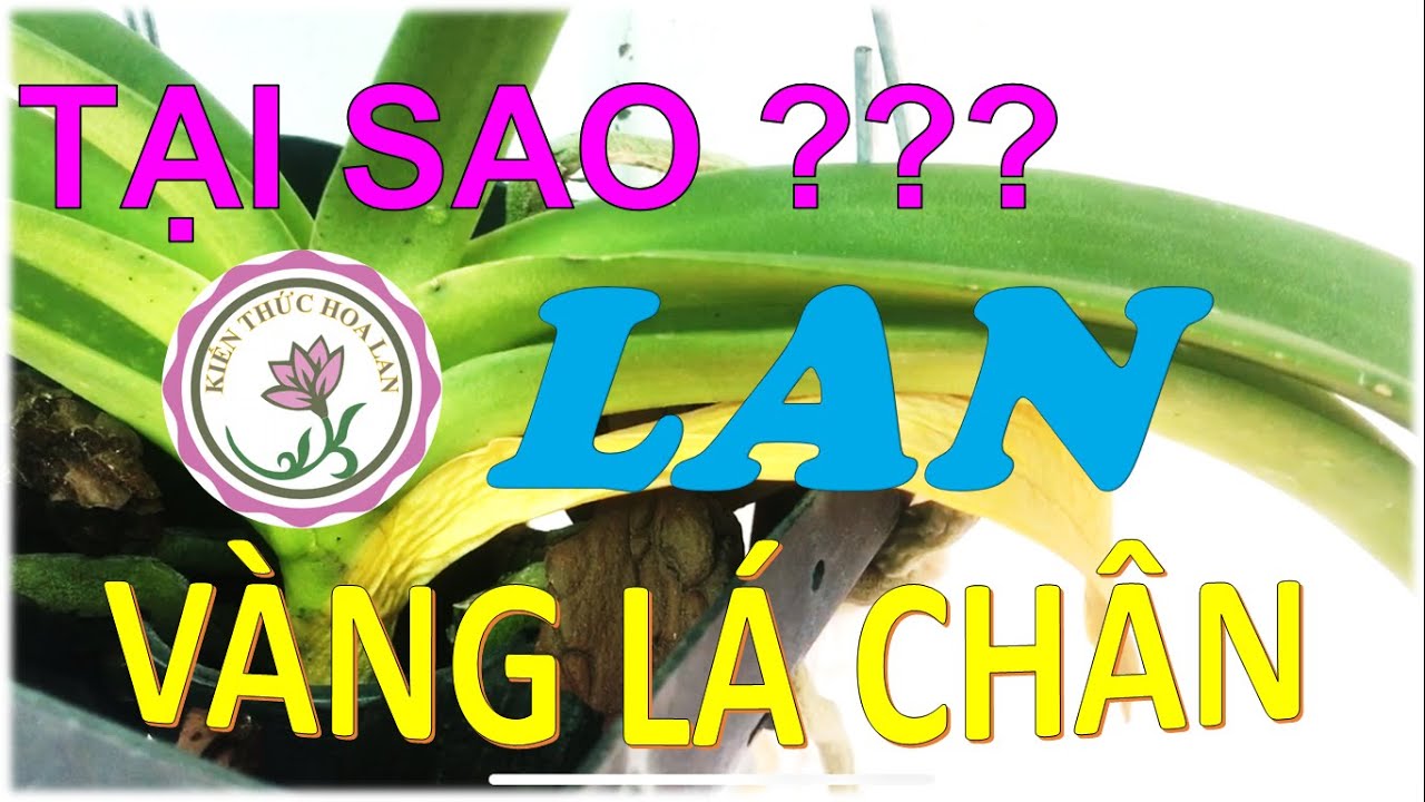 [TẠI SAO] - Lan Bị Vàng Lá Chân, Rụng Lá Chân