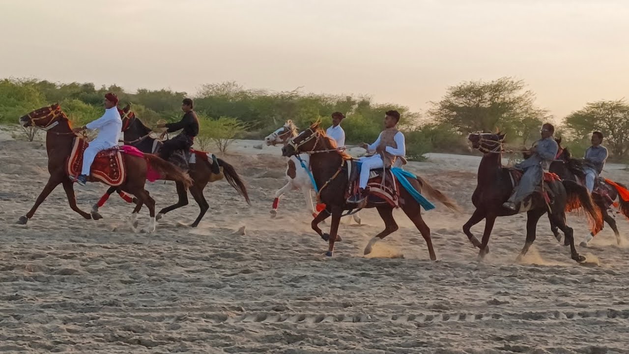 रूपसिंह जी का बाज घोड़ा तिलवाड़ा मेला रेस में आया प्रथम.........