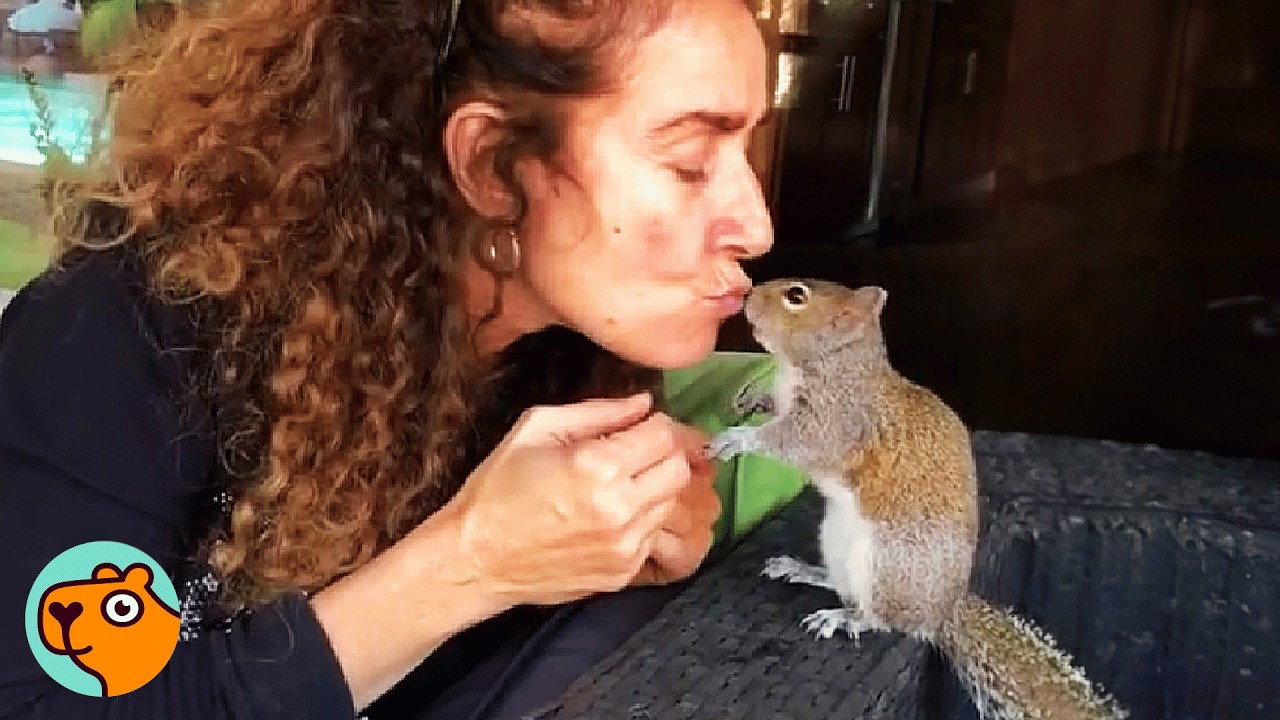 Wild Squirrel Flips Around When He Sees This Lady | Cuddle Buddies