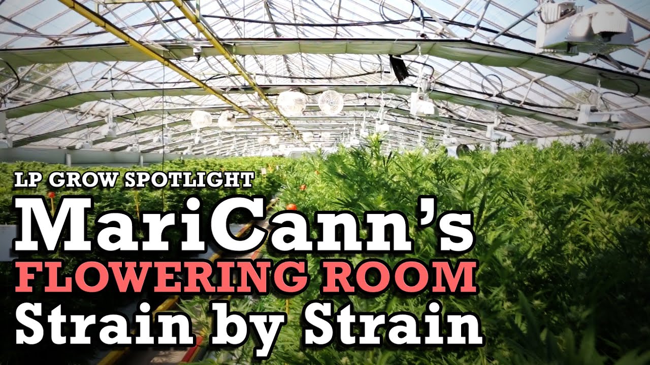 LP Spotlight: MariCann's Flowering Room (Strain by Strain, Episode 2)