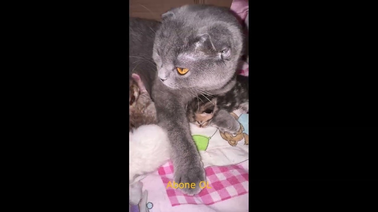 Yavru Kedilerimizin Birinci Haftası ! KEDİ DOĞUMU #cats #kedi #kitten #cat #catbaby