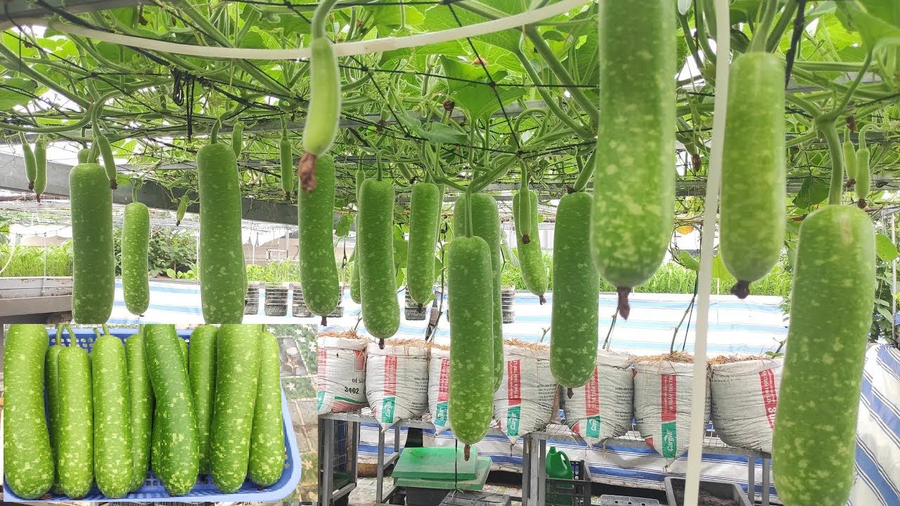 Cách trồng Bầu trong bao cho nhiều trái . TRỒNG CHƠI MÀ ĂN THIỆT  ( p2 ) | Khoa Hien 559