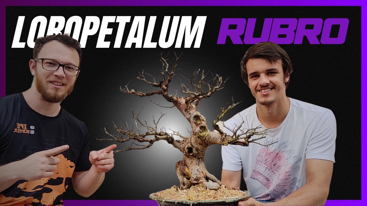 ATUALIZAÇÃO do BONSAI de LOROPETALUM RUBRO 