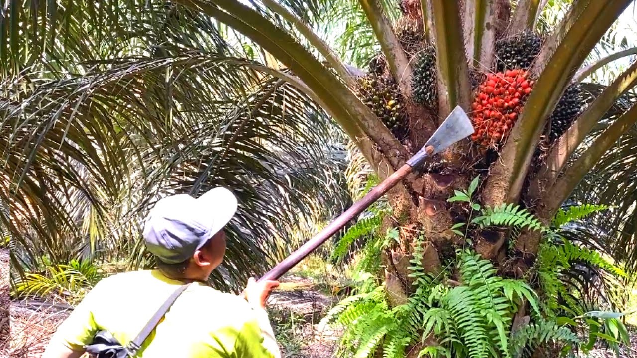 SAYA PALING SUKA PANEN SAWIT BANYAK BUAH DI POHON.!
