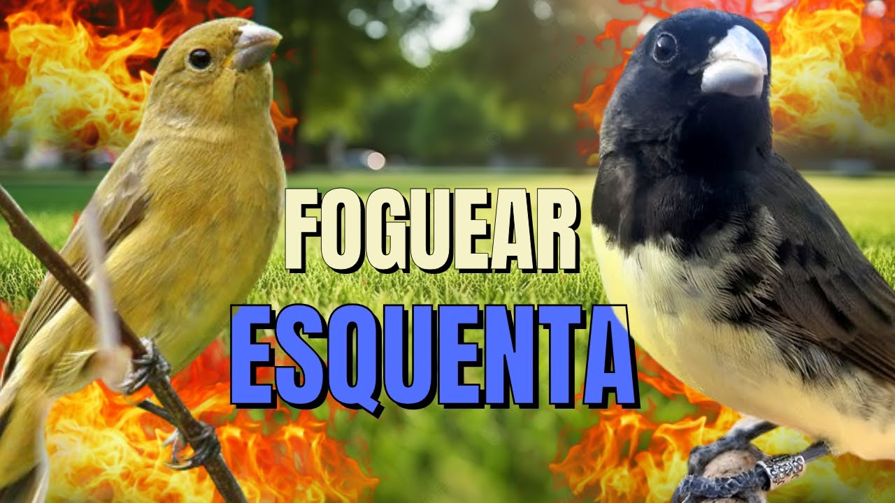 Papa capim siu siu com Fêmea chamando para Esquentar papa capim siu siu Canto do Papa capim siu siu