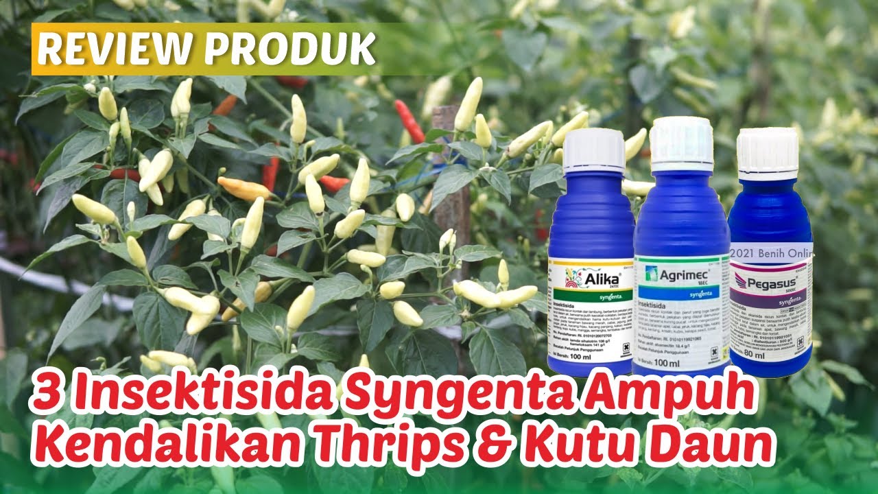 Review Produk Insektisida Syngenta Agrimec, Pegasus, Alika untuk Mengatasi Kriting