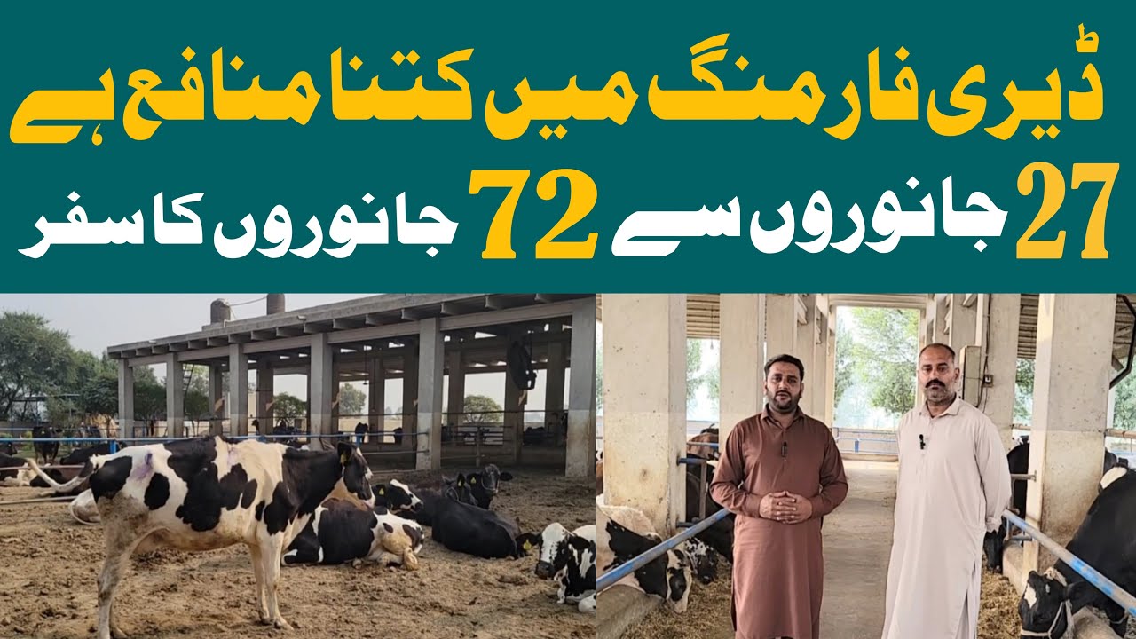 Starting Dairy Farm Business in Pakistan|Dairy Business Plan|Dairy Farm Profit Calculation