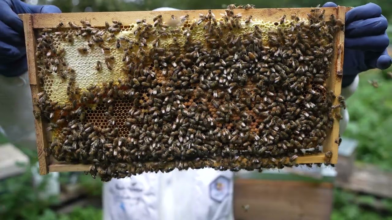 I Have Converted to LANGSTROTH Nucs