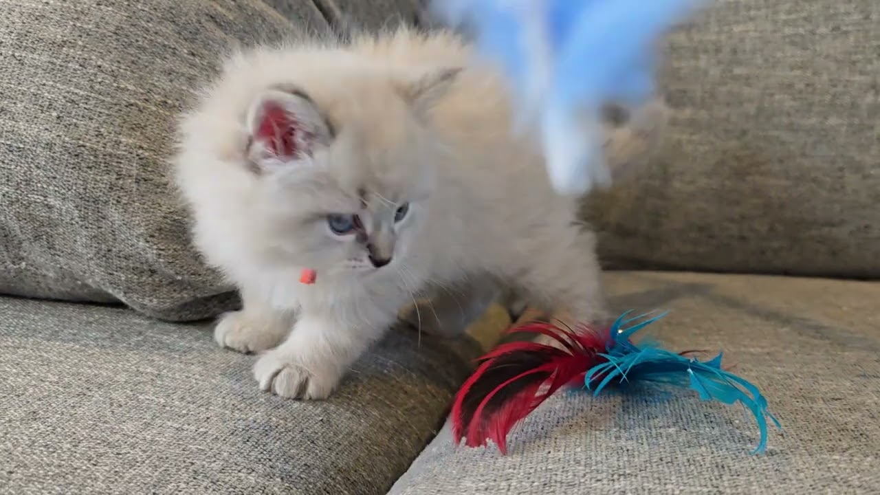 Duncan 6 weeks - LeGrand Siberians 