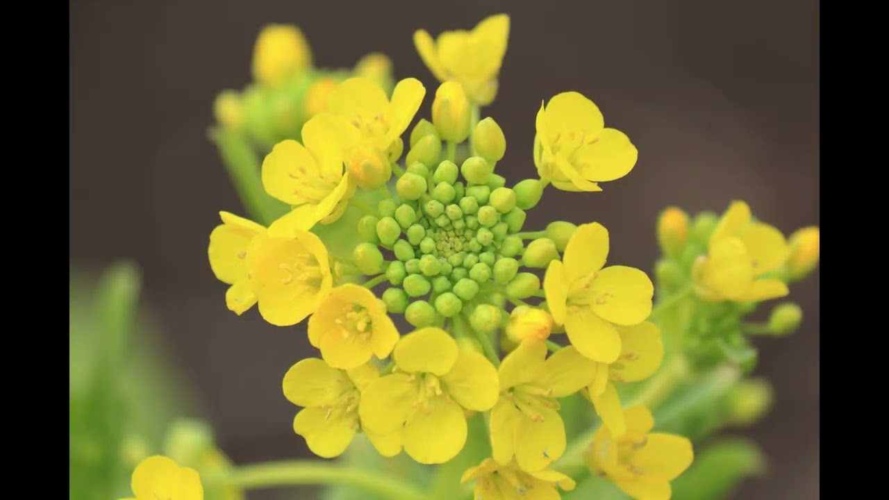 【自然、風景、写真スライドショー】菜の花#39
