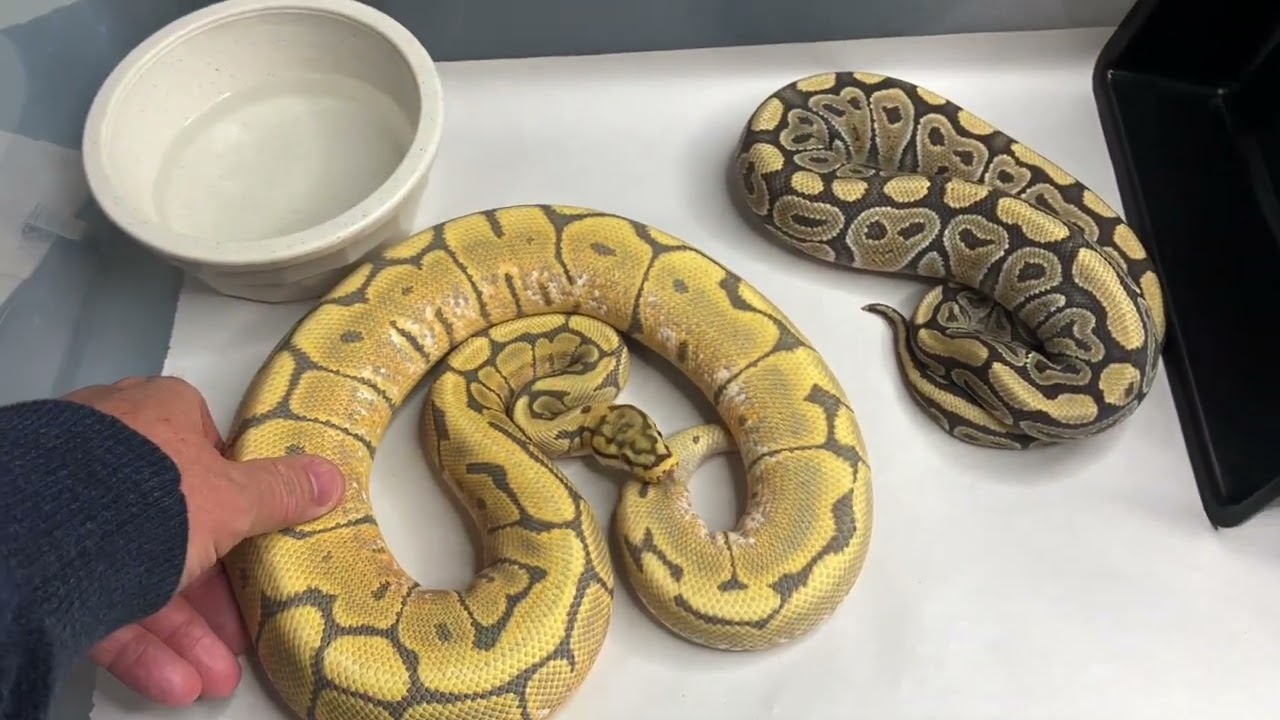 Why Won't My Snake Eat???