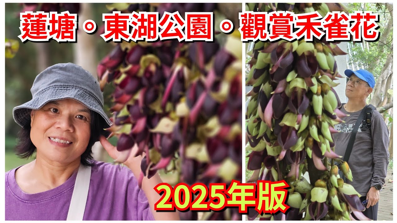 細強遊記：深圳。蓮塘口岸（東湖公園 ）觀賞 禾雀花。2025年版