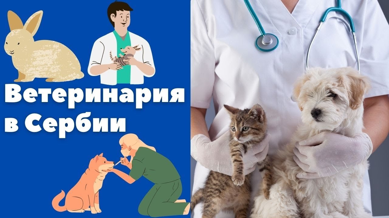 Ветеринария в Сербии || Уроки сербского языка