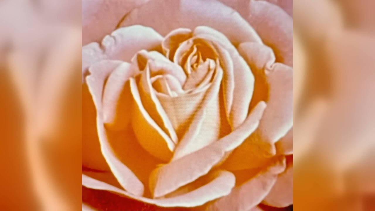 A Distant Horizon Aflame (Flowers, Pt. II)