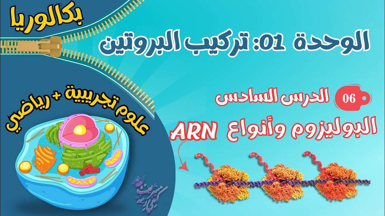 ✍🏻الدرس6: متعدد الريبوزوم+أنواع الاحماض الريبية ARNt-ARNr-ARNm😍الخطوةتبدأ من هنا🤫بكالوريا