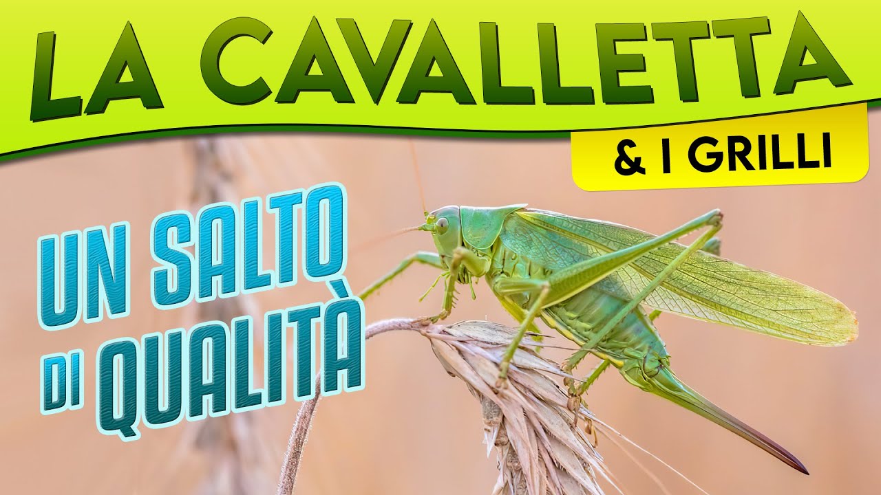 La Cavalletta e i Grilli, un salto di qualità ► Puntata 24